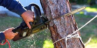 Best Tree Preservation Services  in Central High, OK