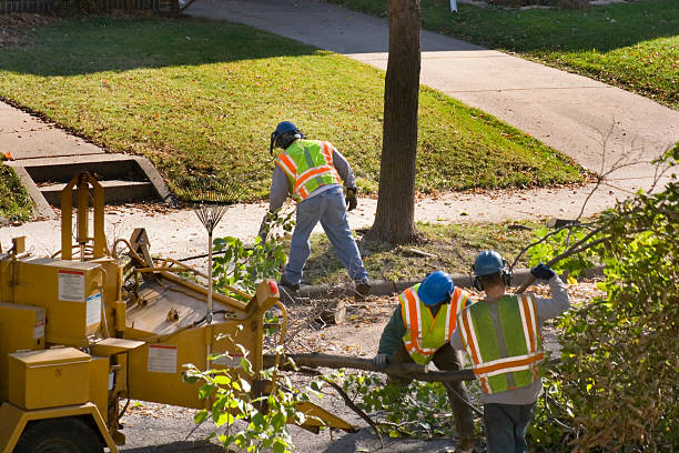 Best Hedge Trimming  in Central High, OK