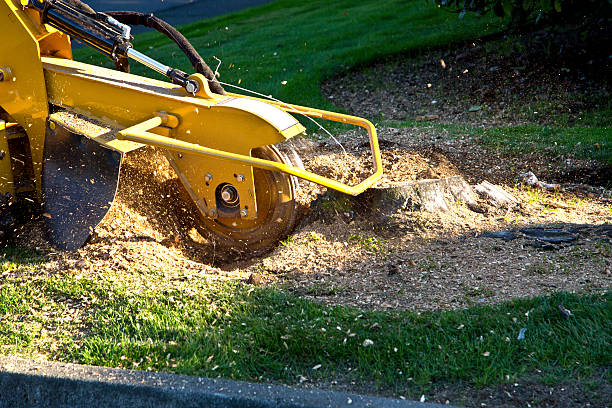 Central High, OK Tree Services Company