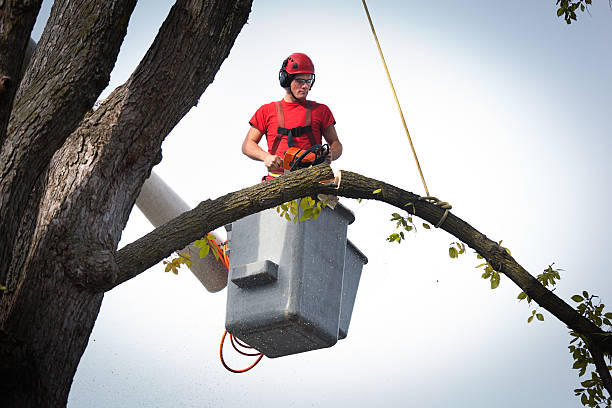 Best Tree Trimming and Pruning  in Central High, OK